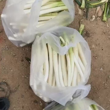 脱水大葱