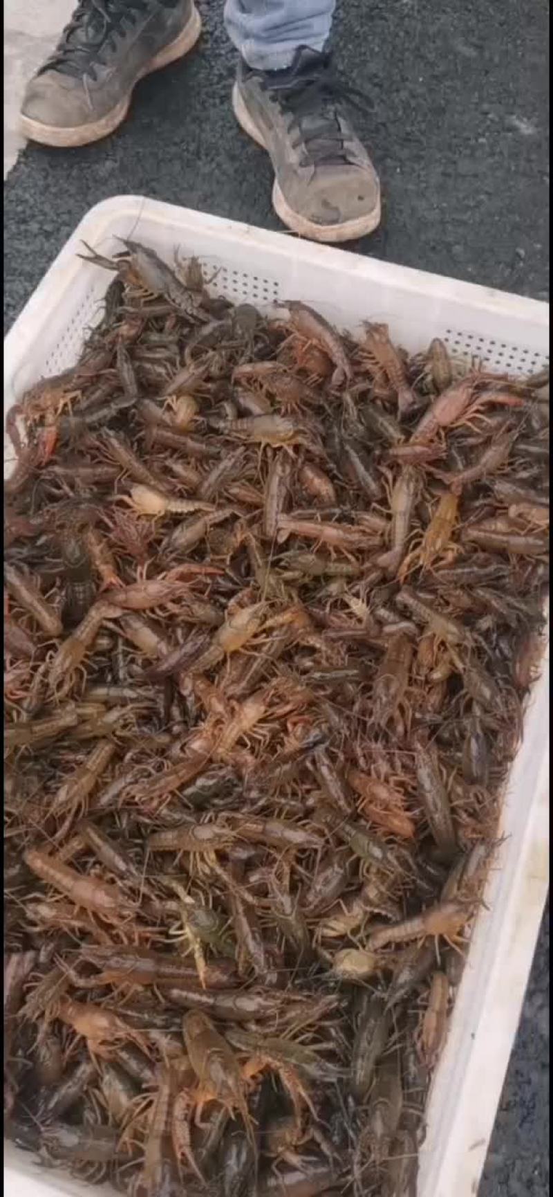 小龙虾苗