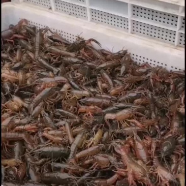小龙虾苗