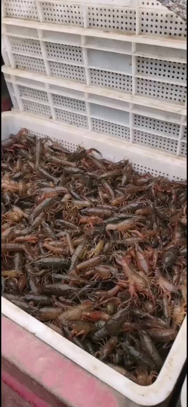 小龙虾苗