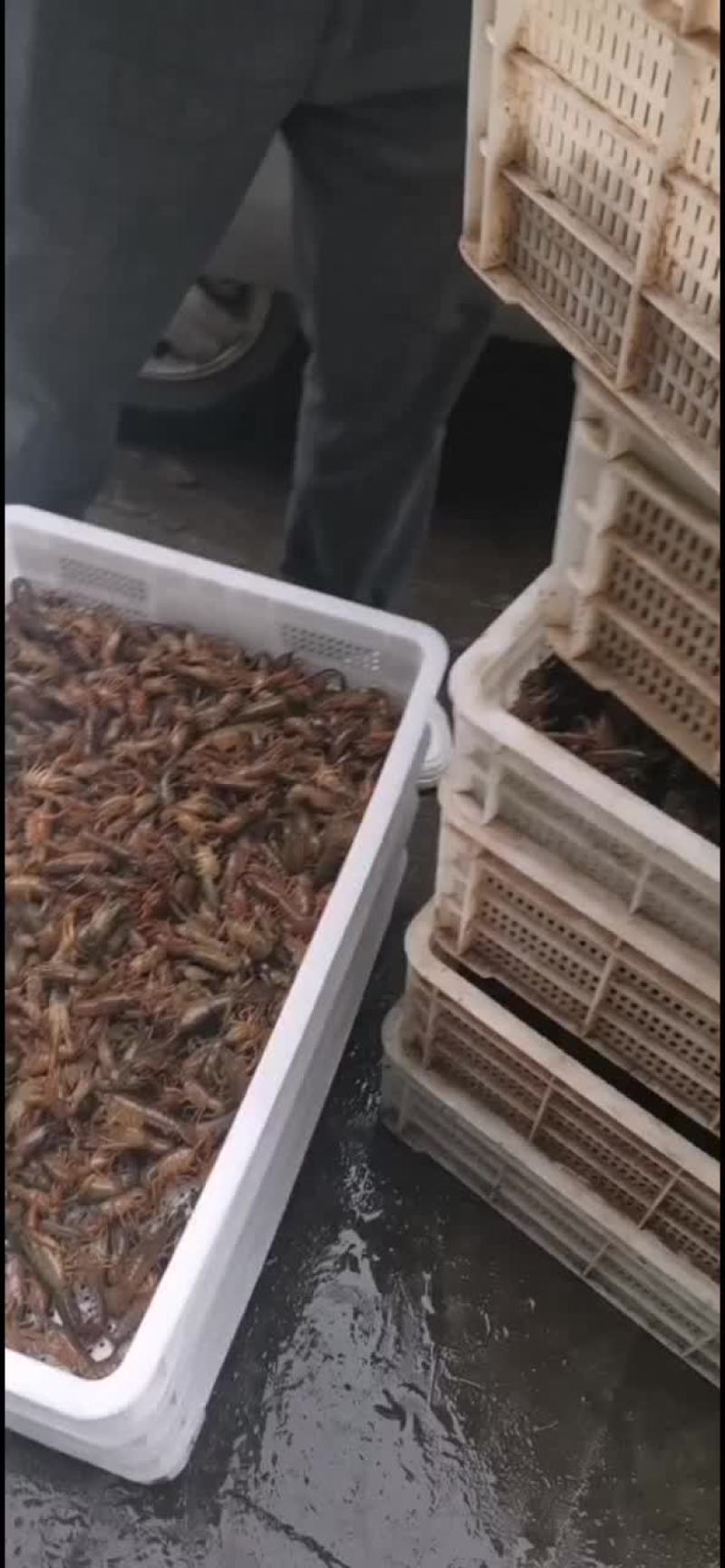 小龙虾苗