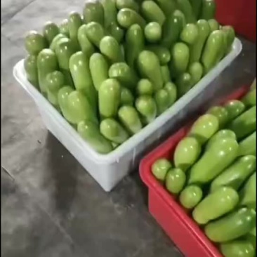 精品西葫芦