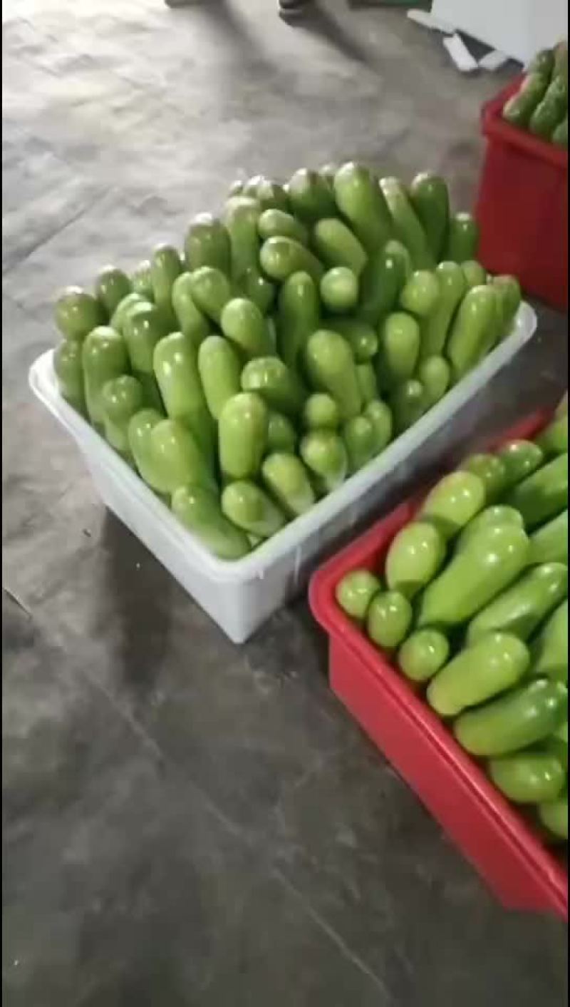 精品西葫芦
