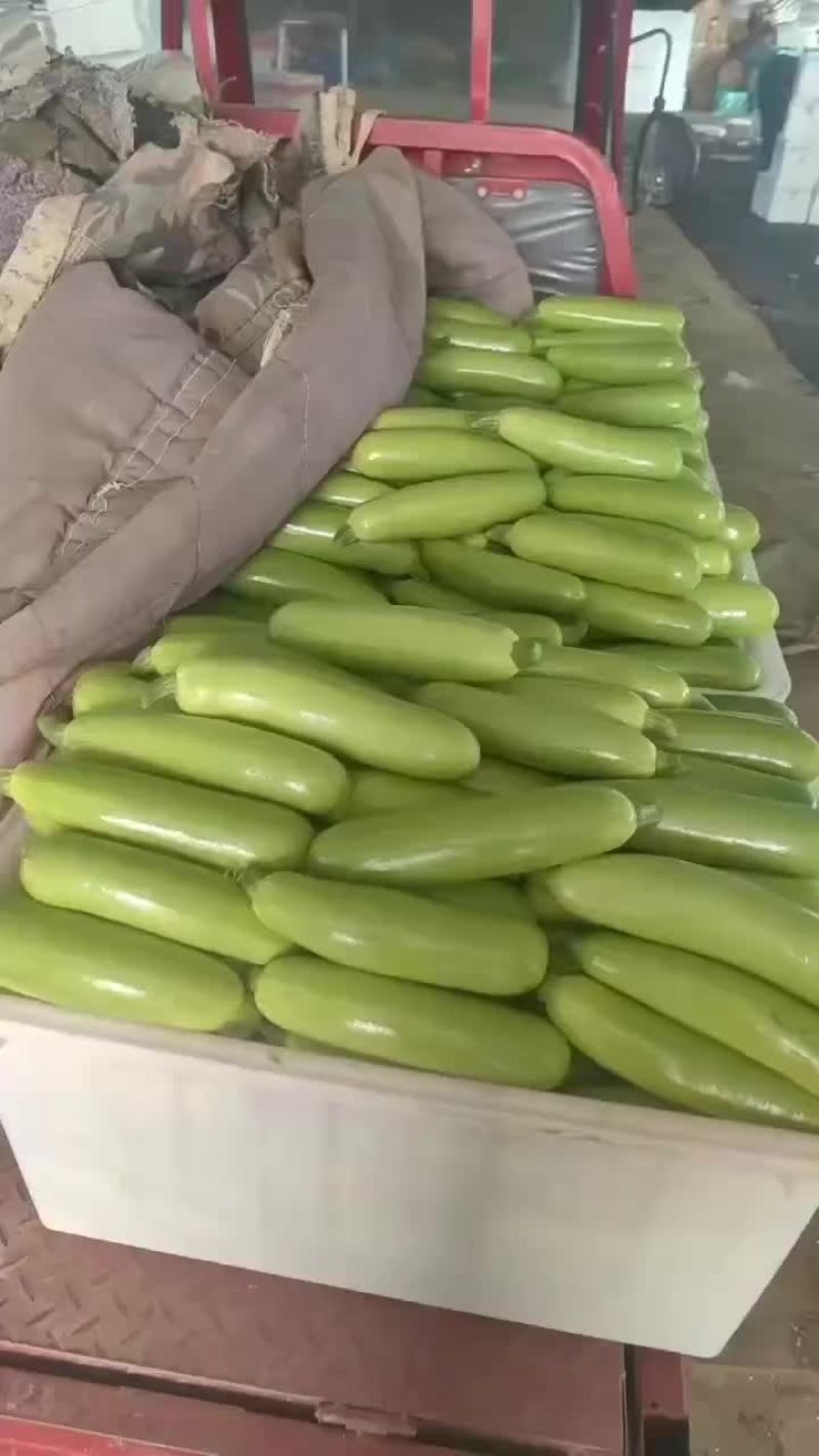 精品西葫芦