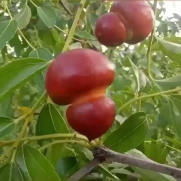 枣树苗，福禄枣树苗。寿光市圣元宝福禄枣种植基地
