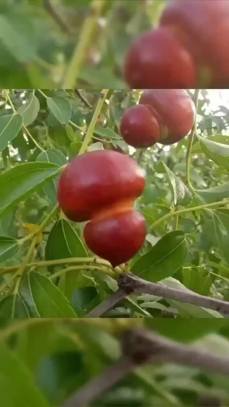 枣树苗，福禄枣树苗。寿光市圣元宝福禄枣种植基地