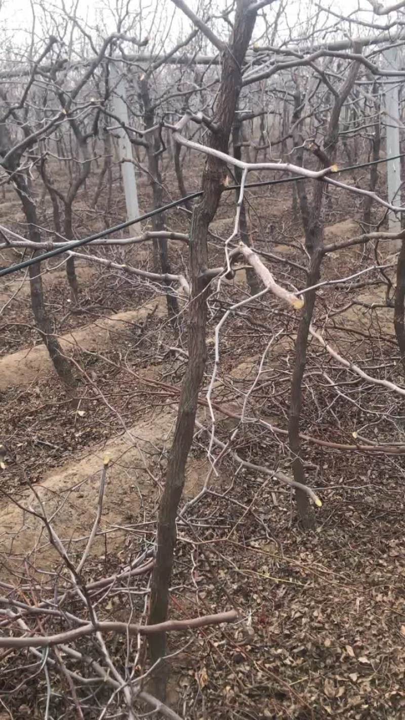 枣树苗，福禄枣树苗。寿光市圣元宝福禄枣种植基地