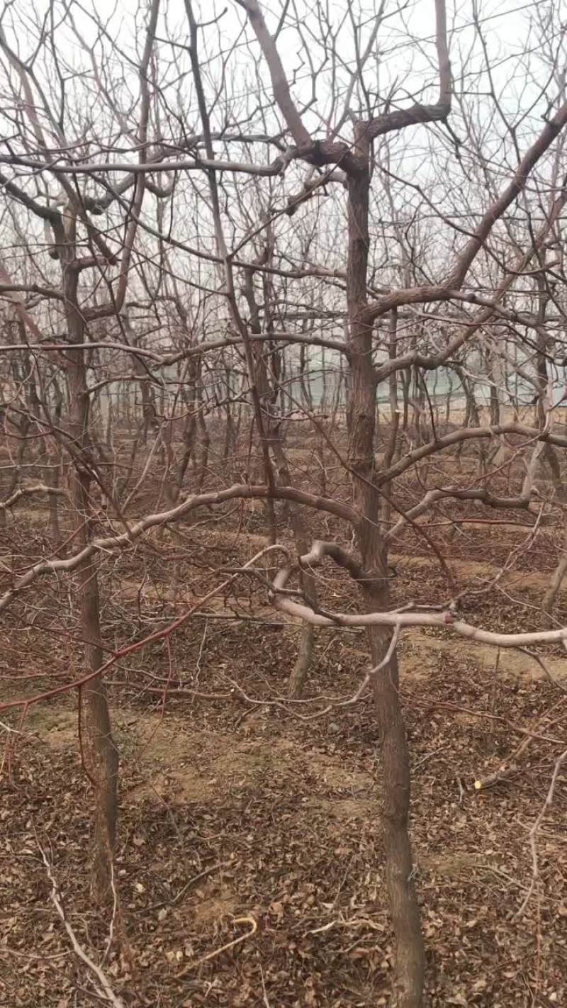 枣树苗，福禄枣树苗。寿光市圣元宝福禄枣种植基地