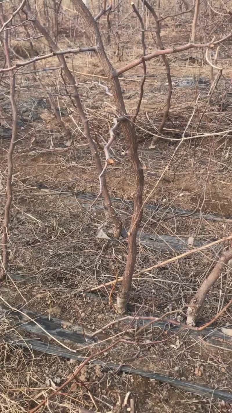 枣树苗，福禄枣树苗。寿光市圣元宝福禄枣种植基地