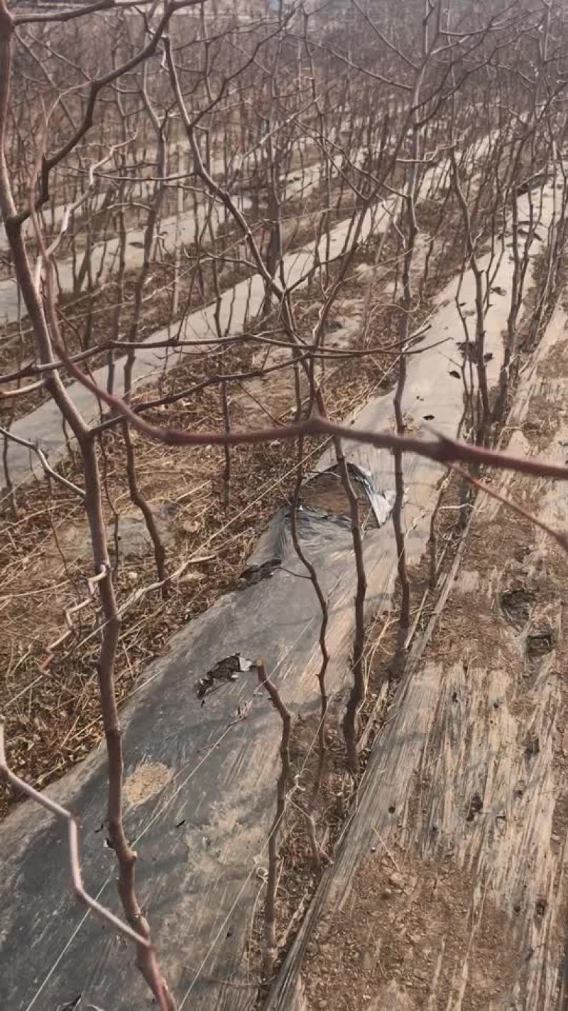 枣树苗，福禄枣树苗。寿光市圣元宝福禄枣种植基地