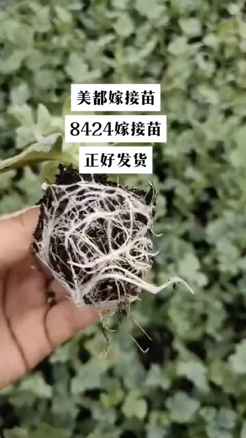 西瓜美都，8424嫁接苗