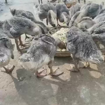 养殖场繁殖出售狮头鹅，鹅苗巨型纯种狮头鹅