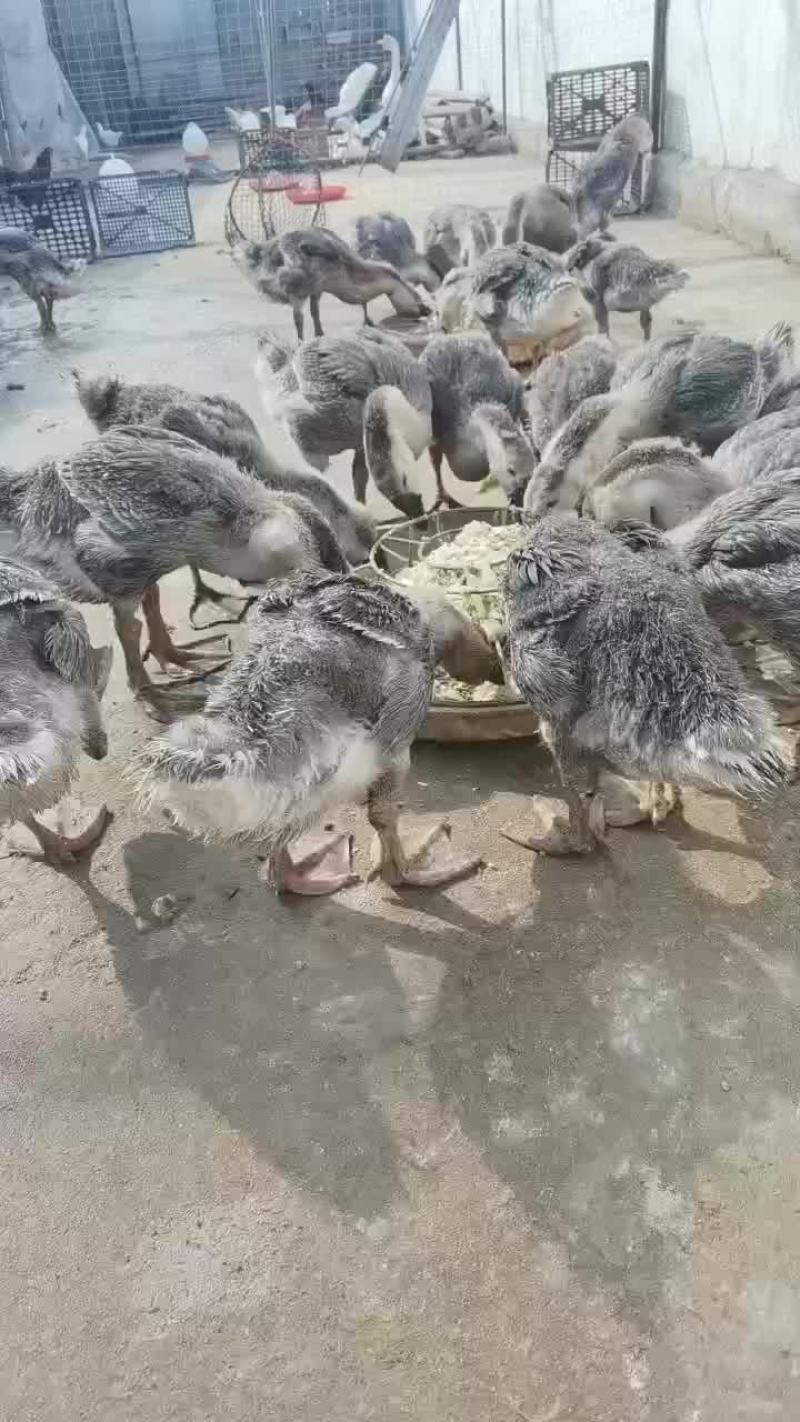 养殖场繁殖出售狮头鹅，鹅苗巨型纯种狮头鹅
