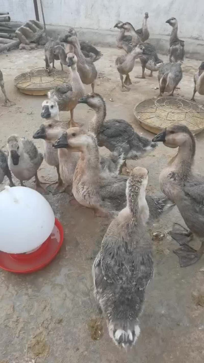 养殖场繁殖出售狮头鹅，鹅苗巨型纯种狮头鹅
