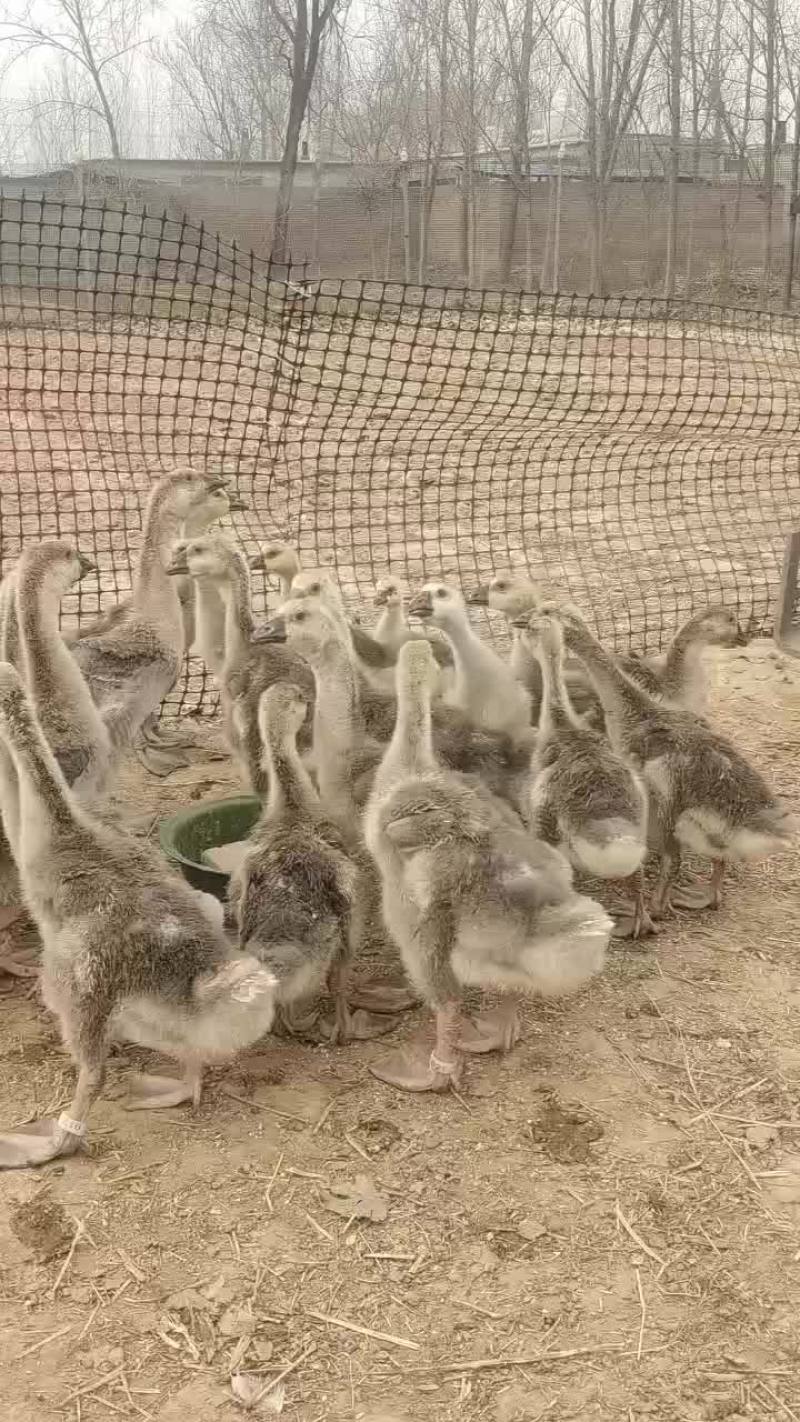 养殖场繁殖出售狮头鹅，鹅苗巨型纯种狮头鹅