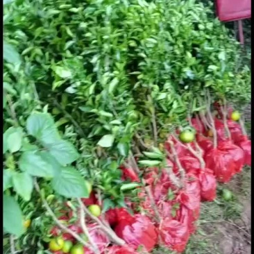 各种苗木