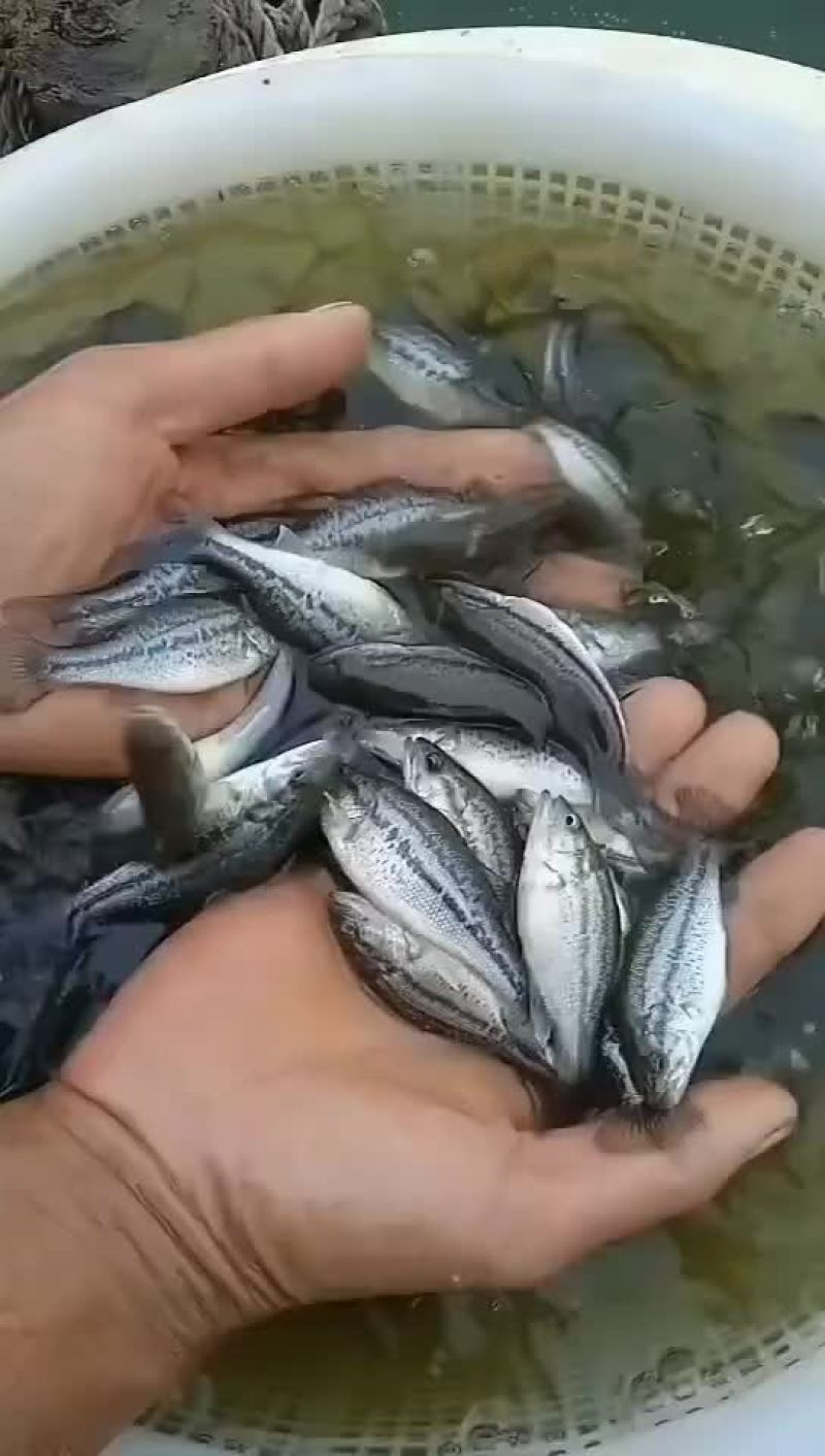 鲈鱼苗，产地自销，有量可以送货上门