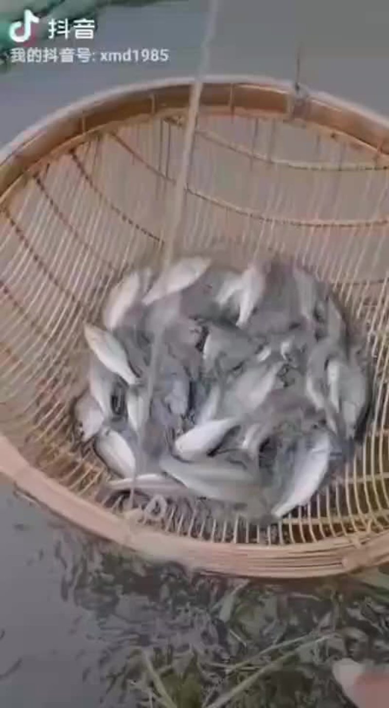 鲈鱼苗，产地自销，有量可以送货上门