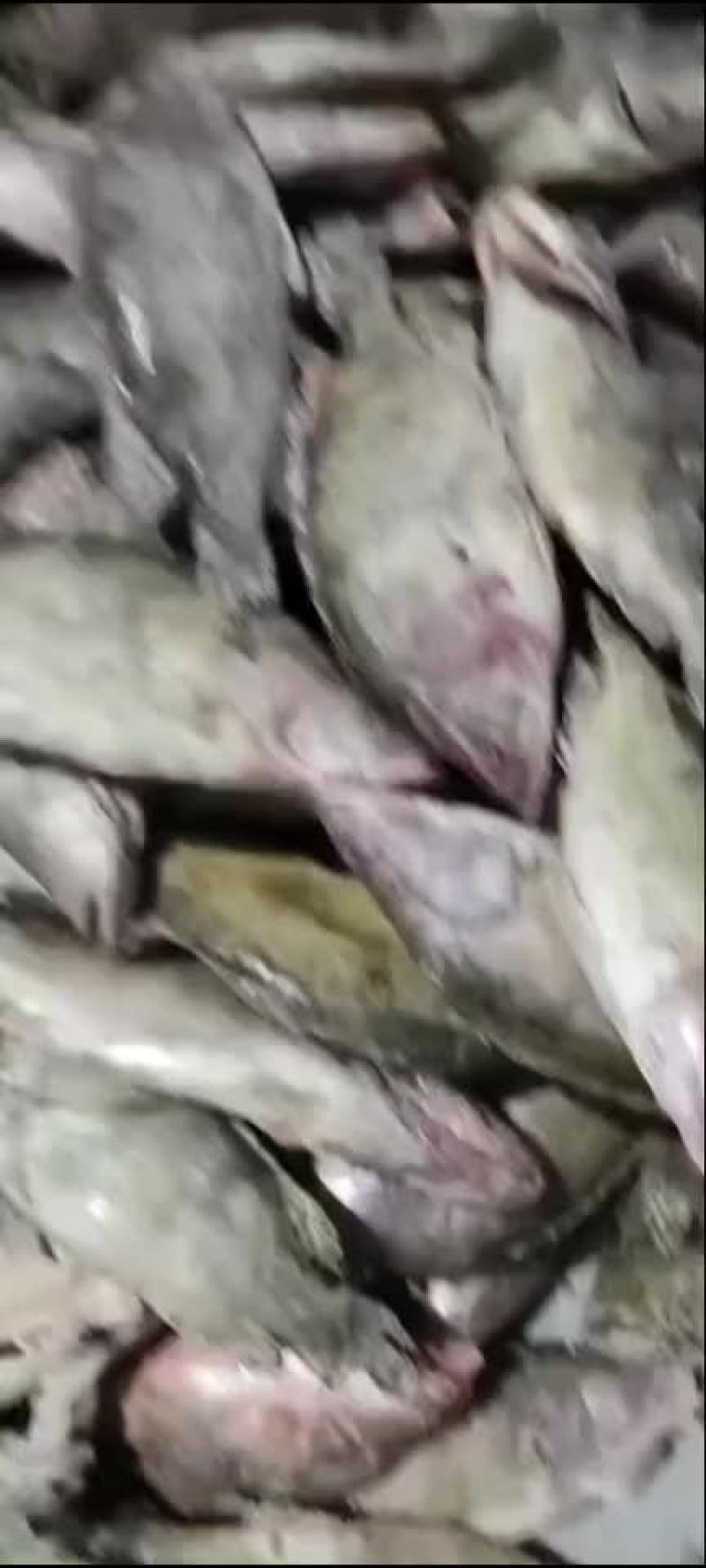 臭桂鱼原料次货