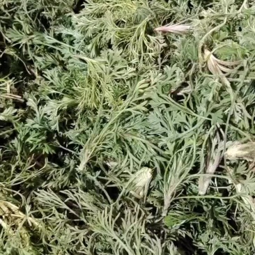 茵陈大量上货中，有需要的老板请与我联系