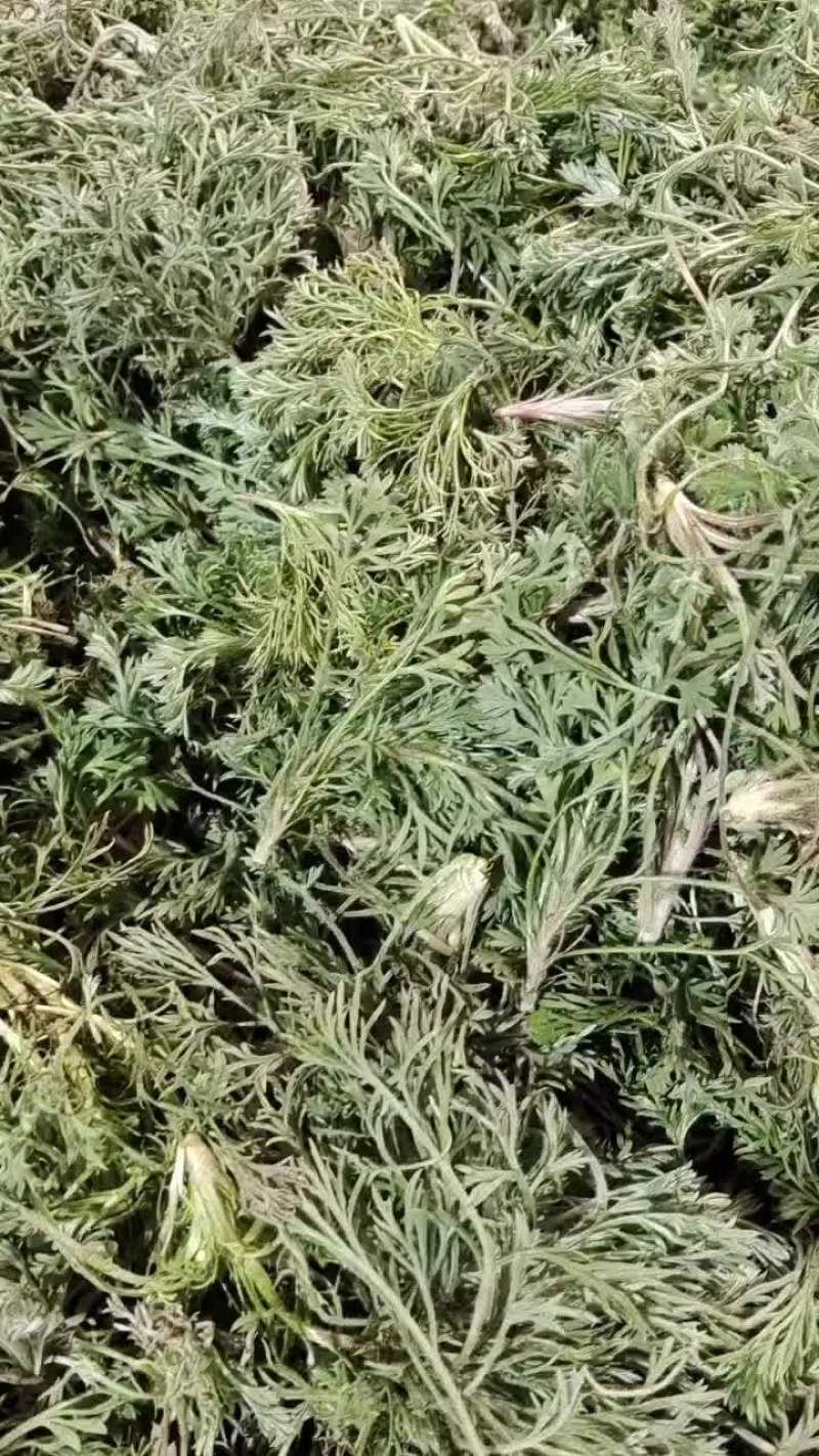 茵陈大量上货中，有需要的老板请与我联系