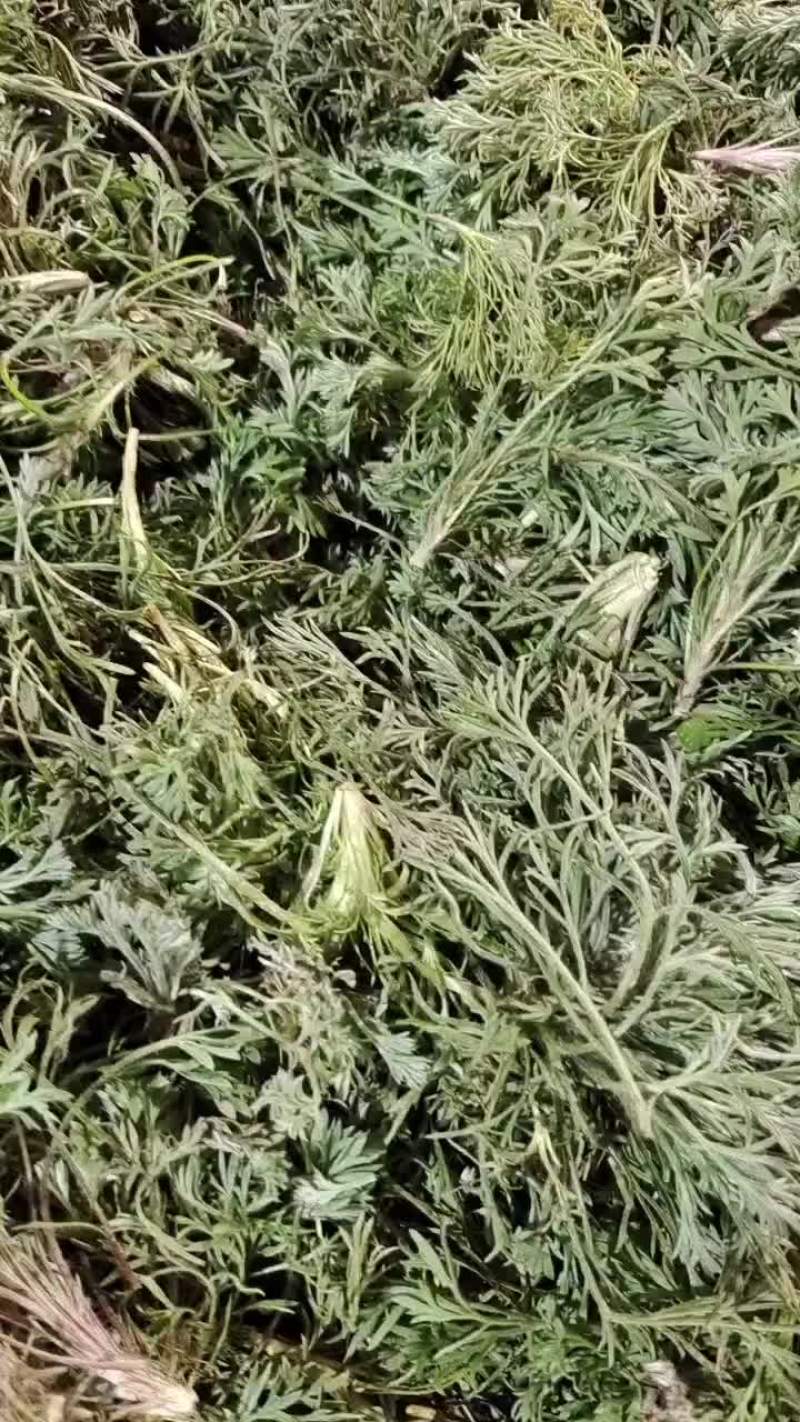 茵陈大量上货中，有需要的老板请与我联系