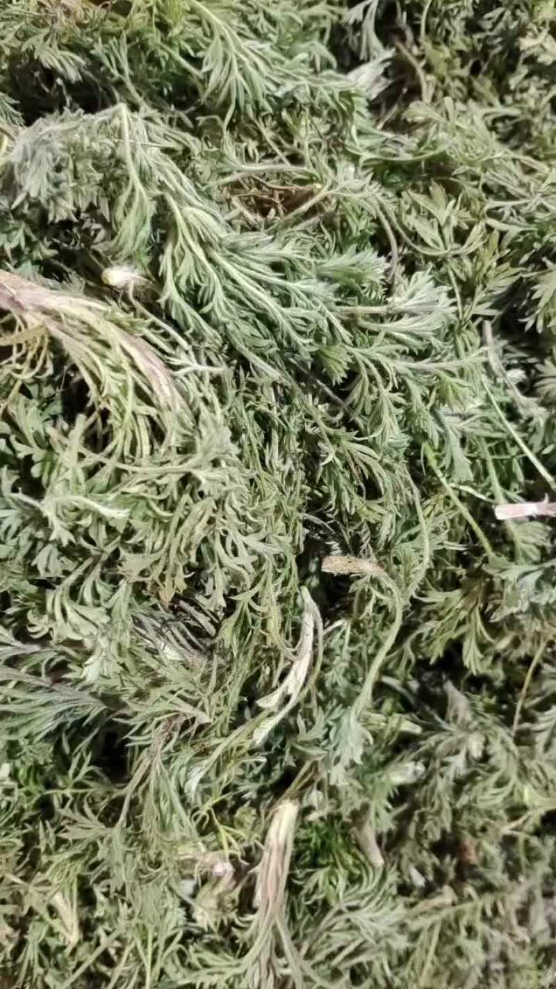 茵陈大量上货中，有需要的老板请与我联系