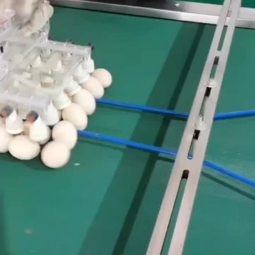 粉壳鸡蛋
