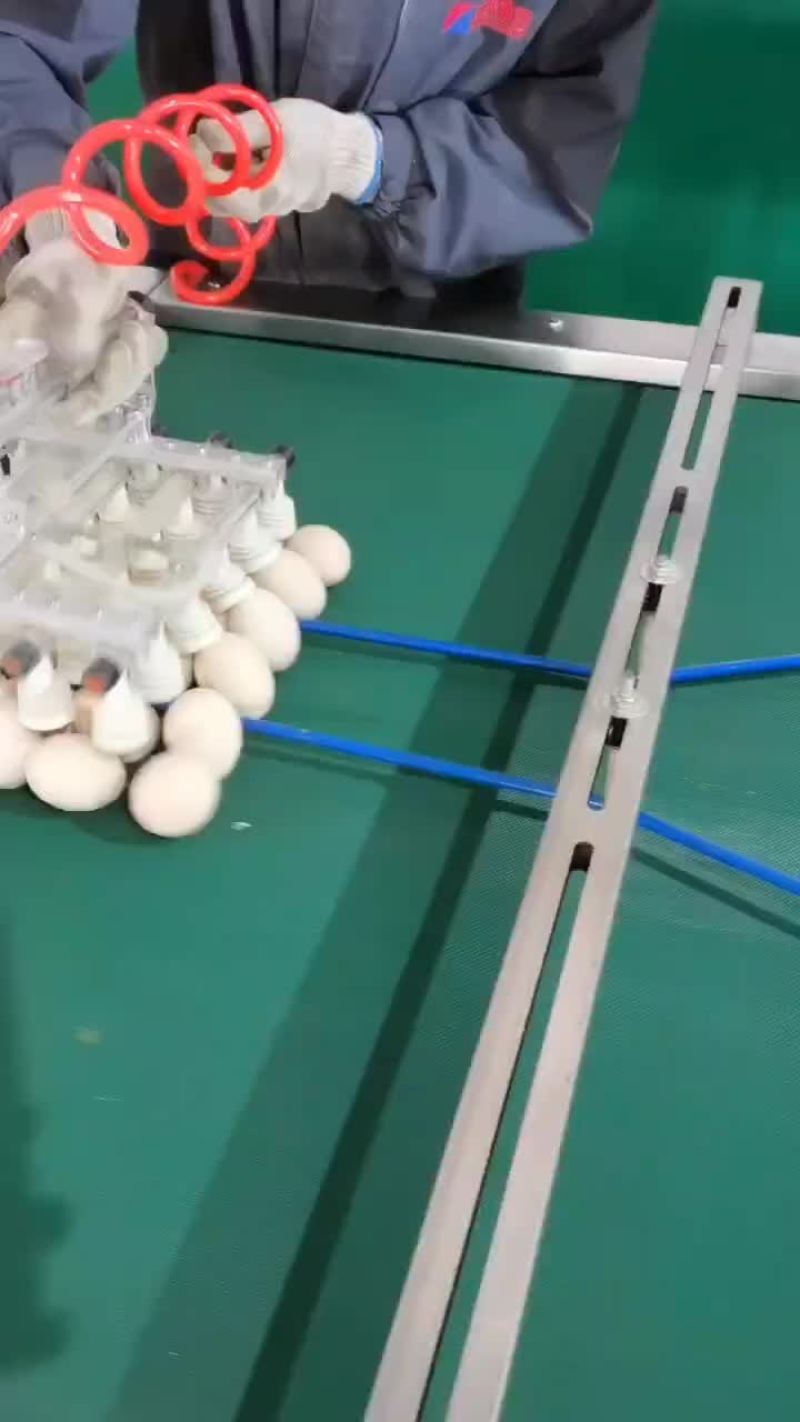 粉壳鸡蛋