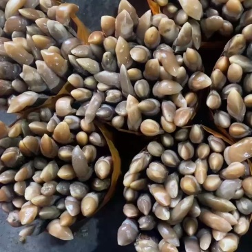 圣子王批发