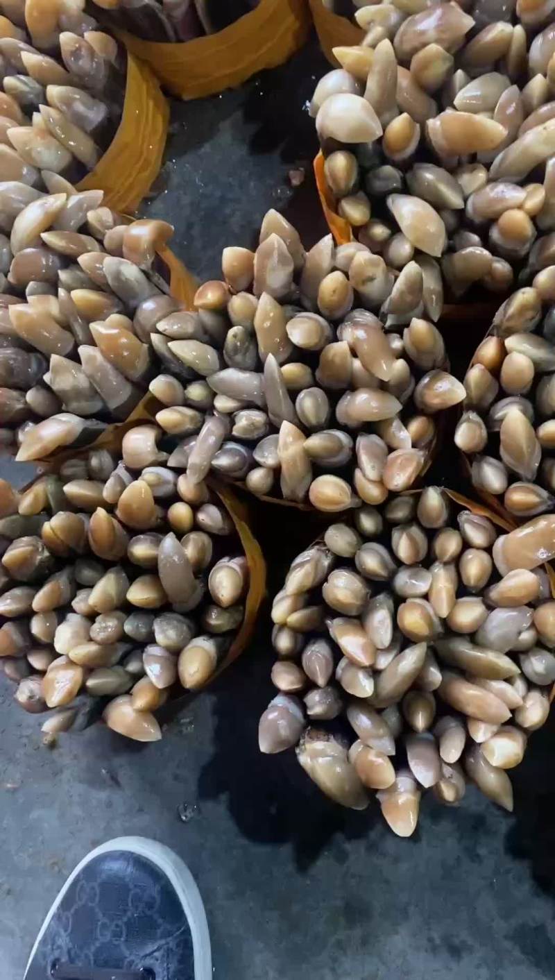 圣子王批发