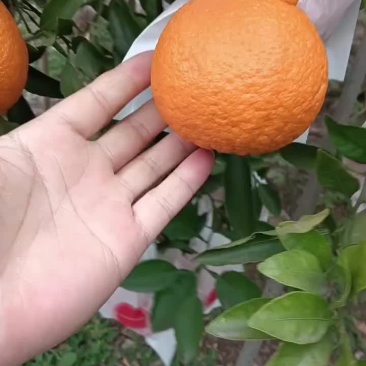 不知火，丑橘