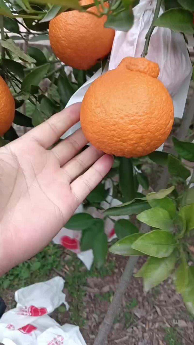 不知火，丑橘