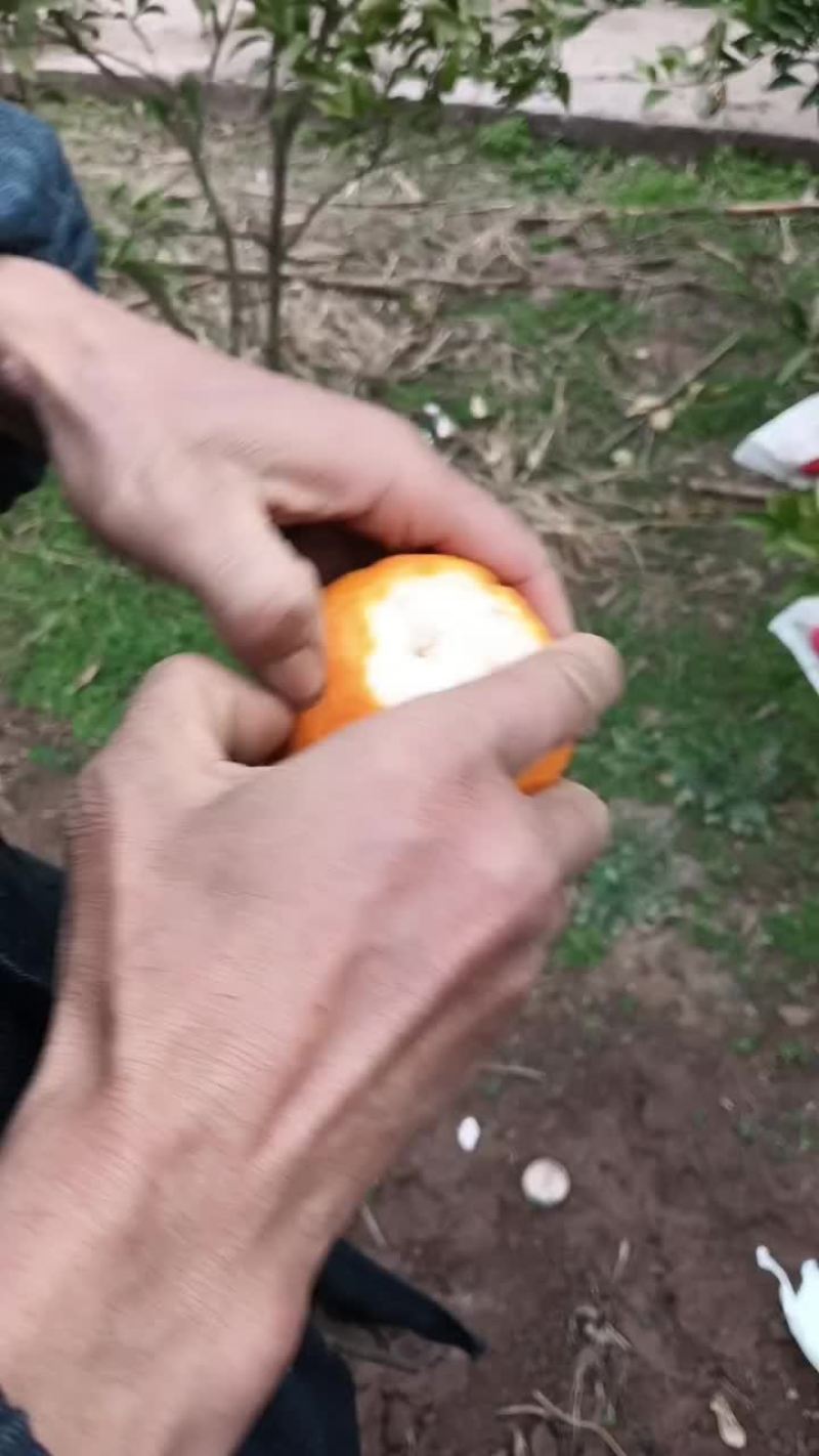 不知火，丑橘
