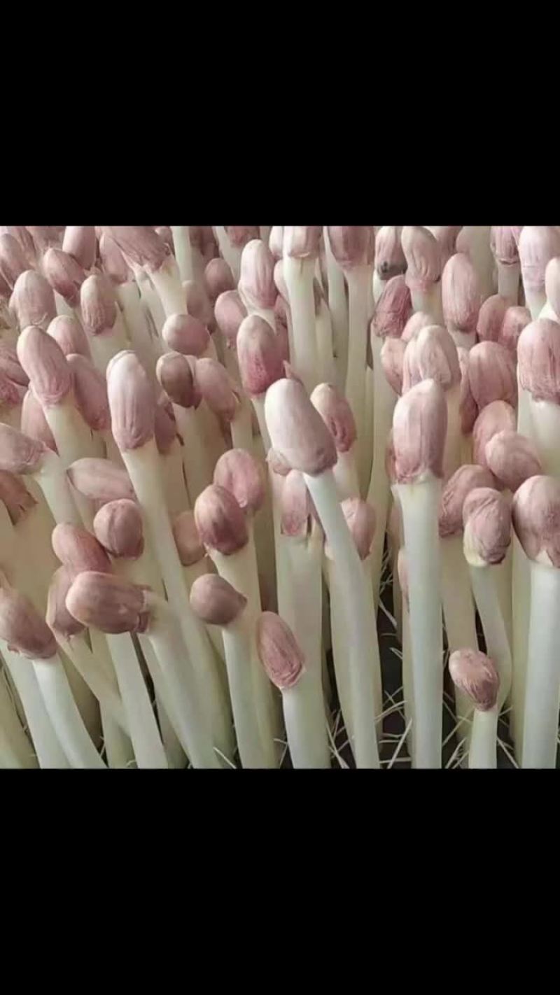 花生芽
