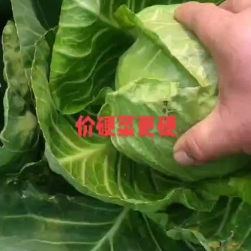 大量上市中，走车九毛左右