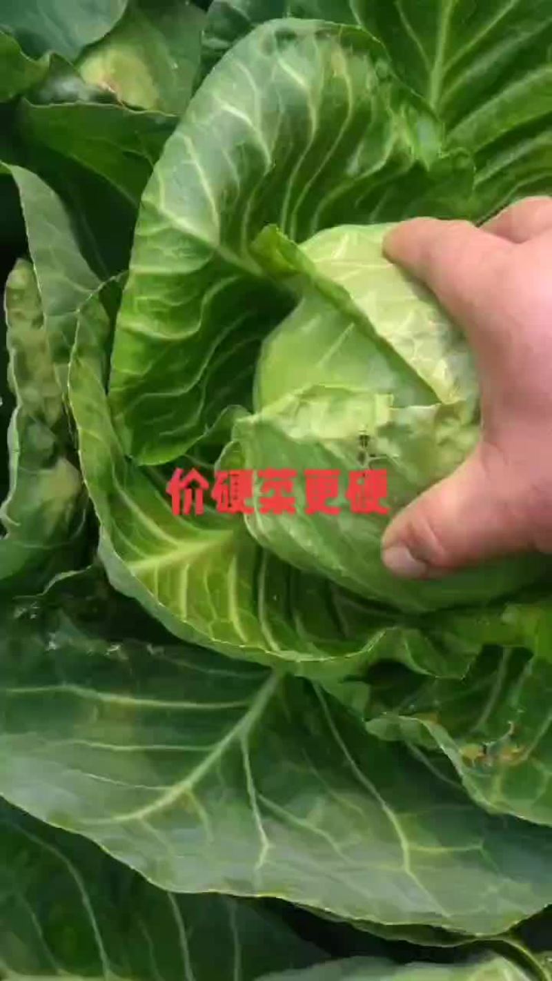 大量上市中，走车九毛左右