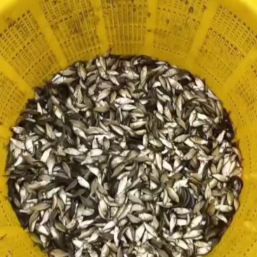 大量供应优质快大鲫鱼苗