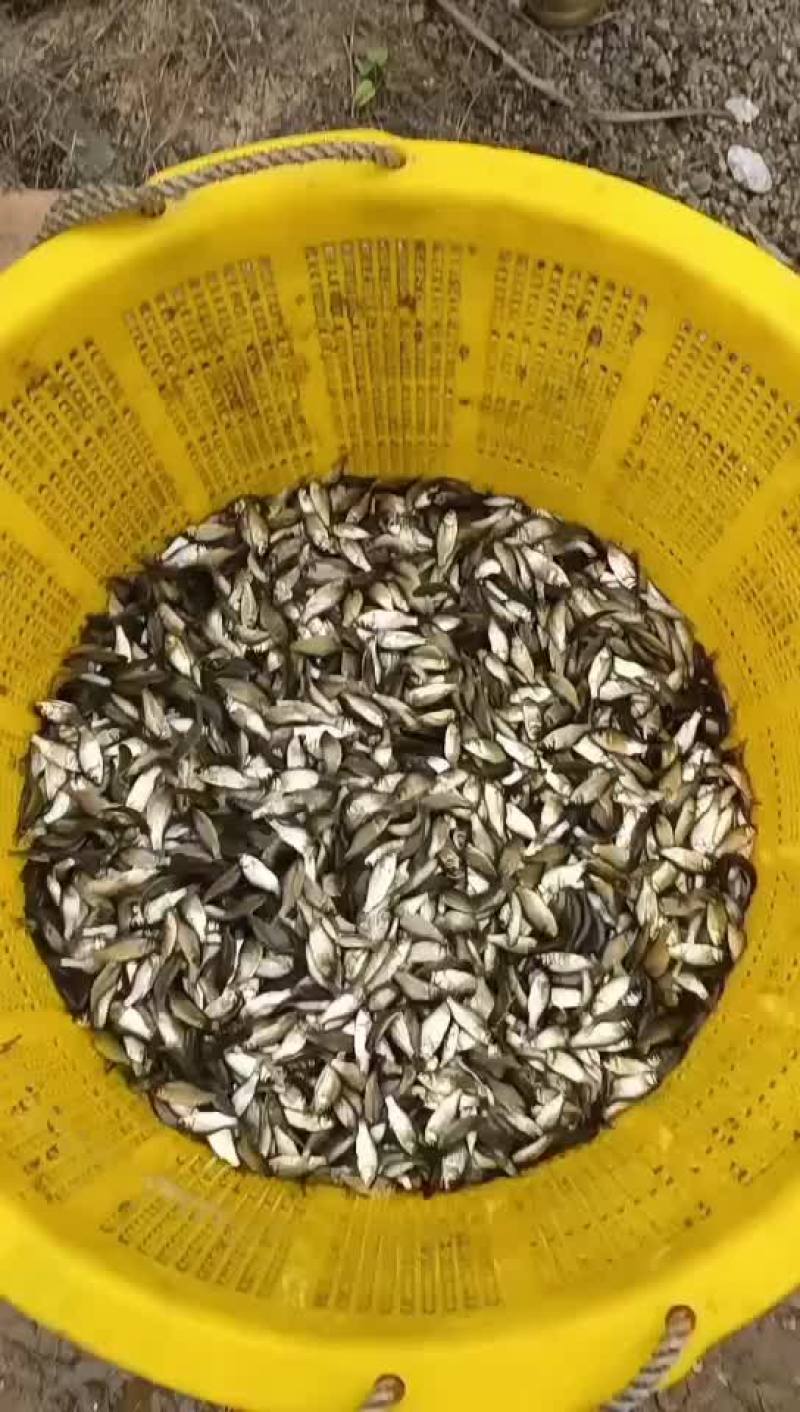大量供应优质快大鲫鱼苗