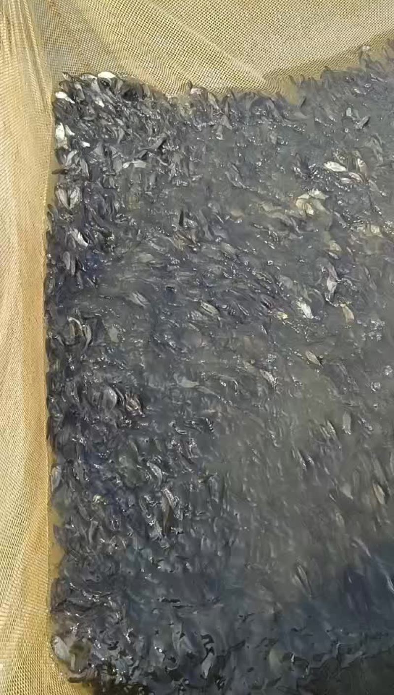 大量供应优质快大鲫鱼苗