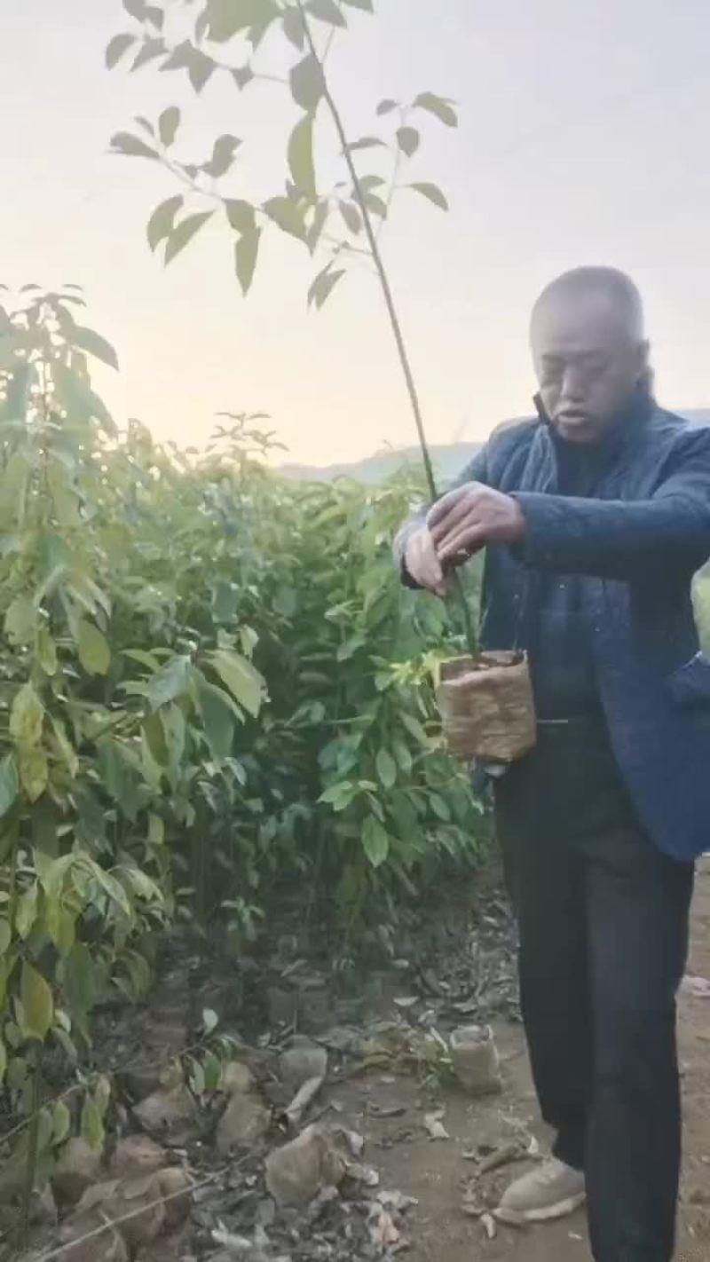 香樟杯苗