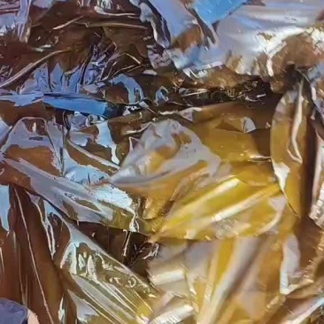 荣成新鲜海带