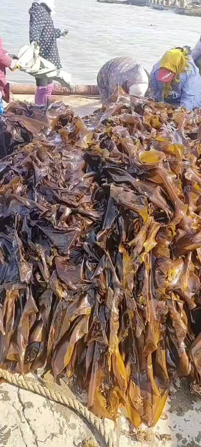 荣成新鲜海带