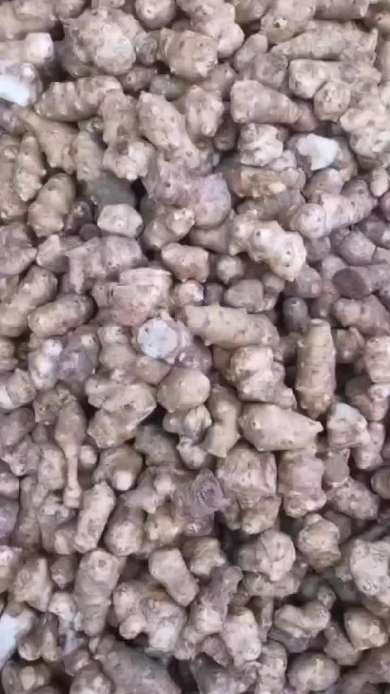 洋姜(沙地种植)。量大得很。
