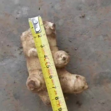 洋姜(沙地种植)。量大得很。