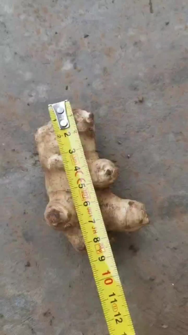 洋姜(沙地种植)。量大得很。