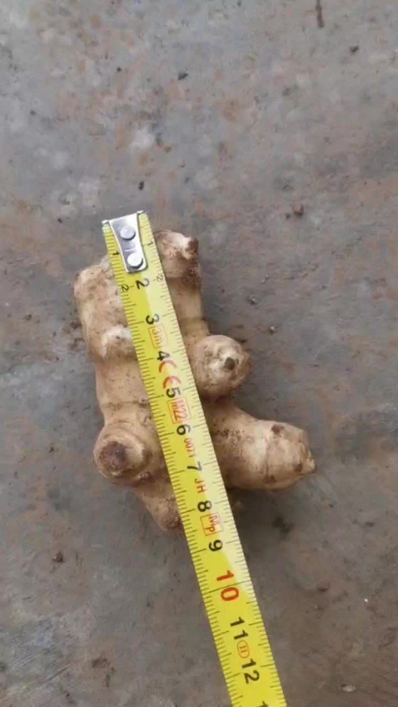 洋姜(沙地种植)。量大得很。