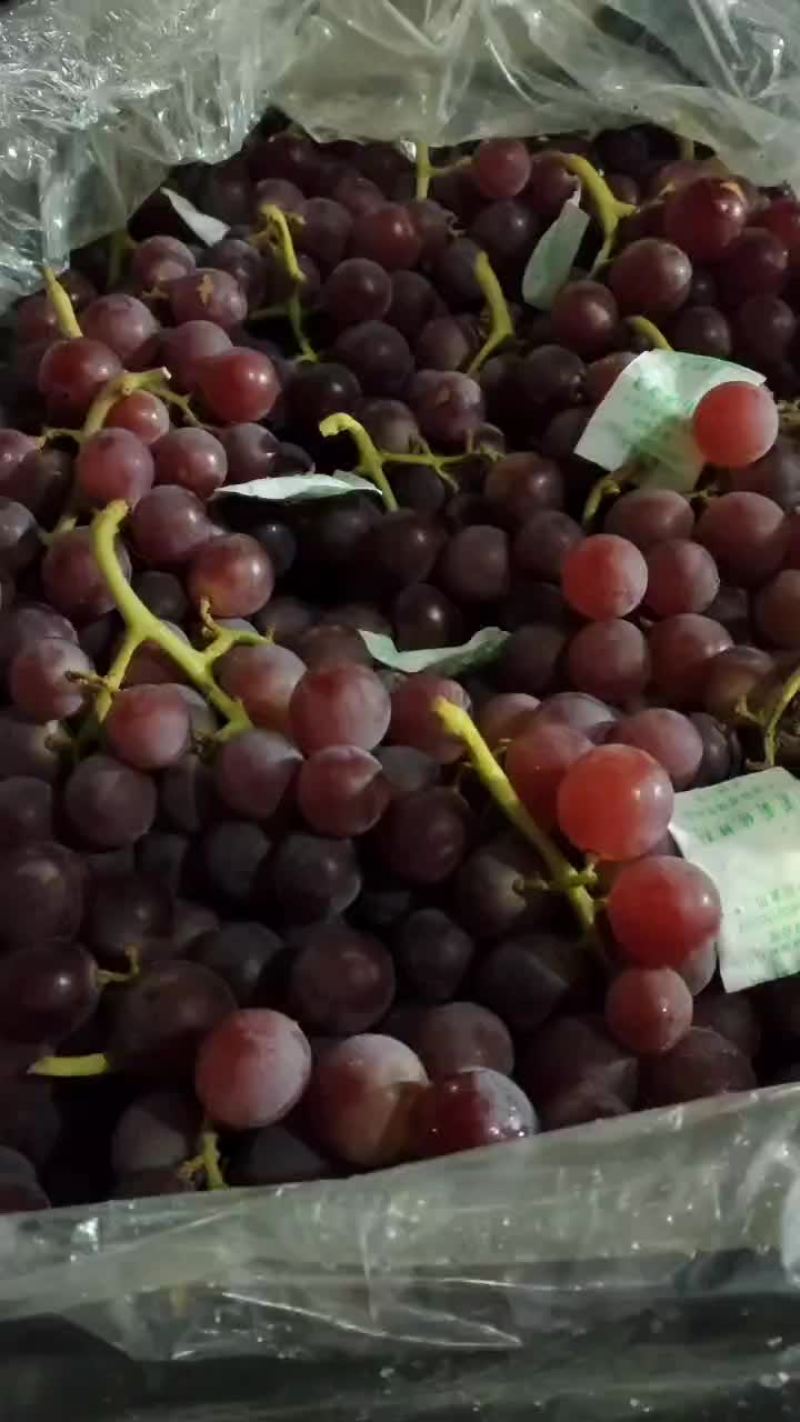 精品巨峰葡萄