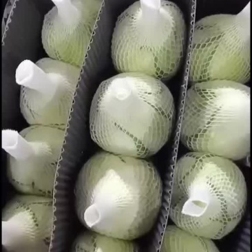 白玫