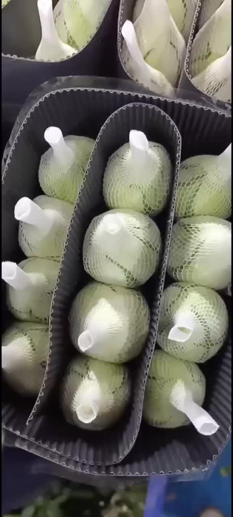 白玫